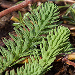 Myrophyllum aquaticum